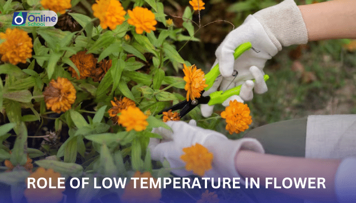 Lesson 26: Role of Low Temperature in Flower Production